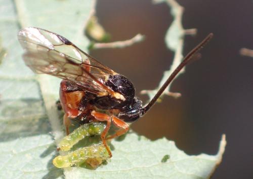 Rhorus sp.
